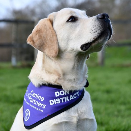 I picture of a white guide dog with a purple neckerchief looking upwards. The neckerchief reads DONT DISTRACT